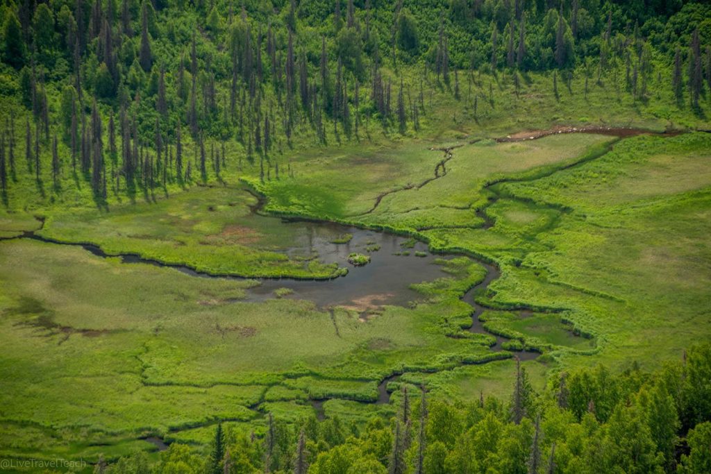 a boreal forest wetland ecosystem
