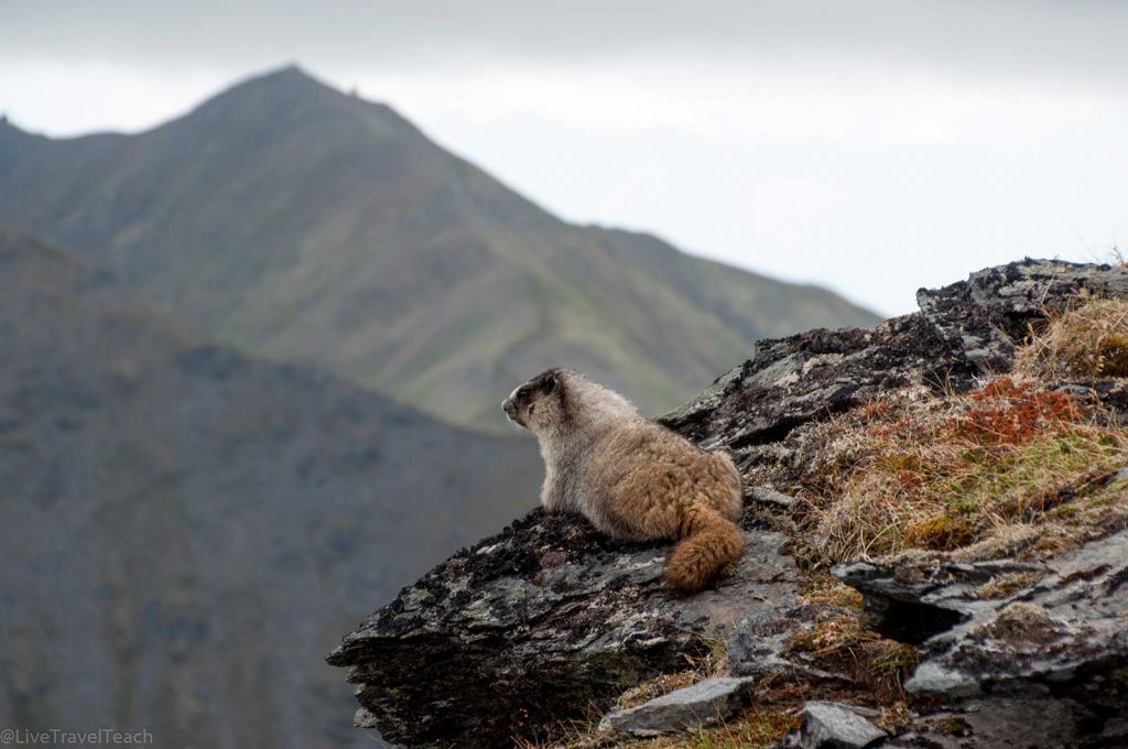  a hoary marmot