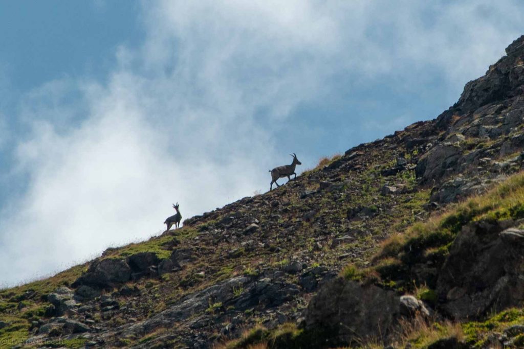 Tour du Mont Blanc wild animals walking on the mountain