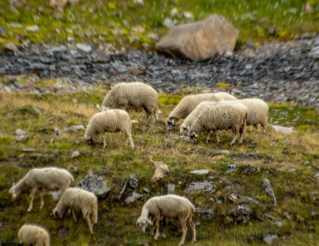 Tour du Mont Blanc a flock of sheep eating grass