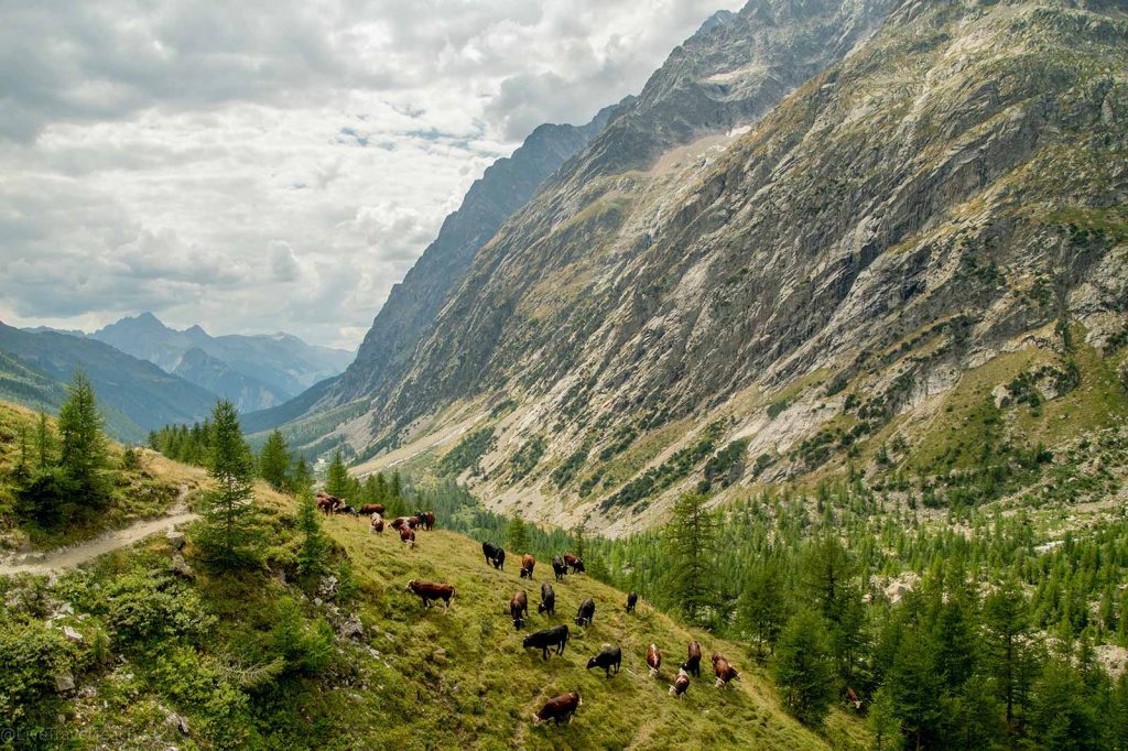 Tour du Mont Blanc Val Ferret valley