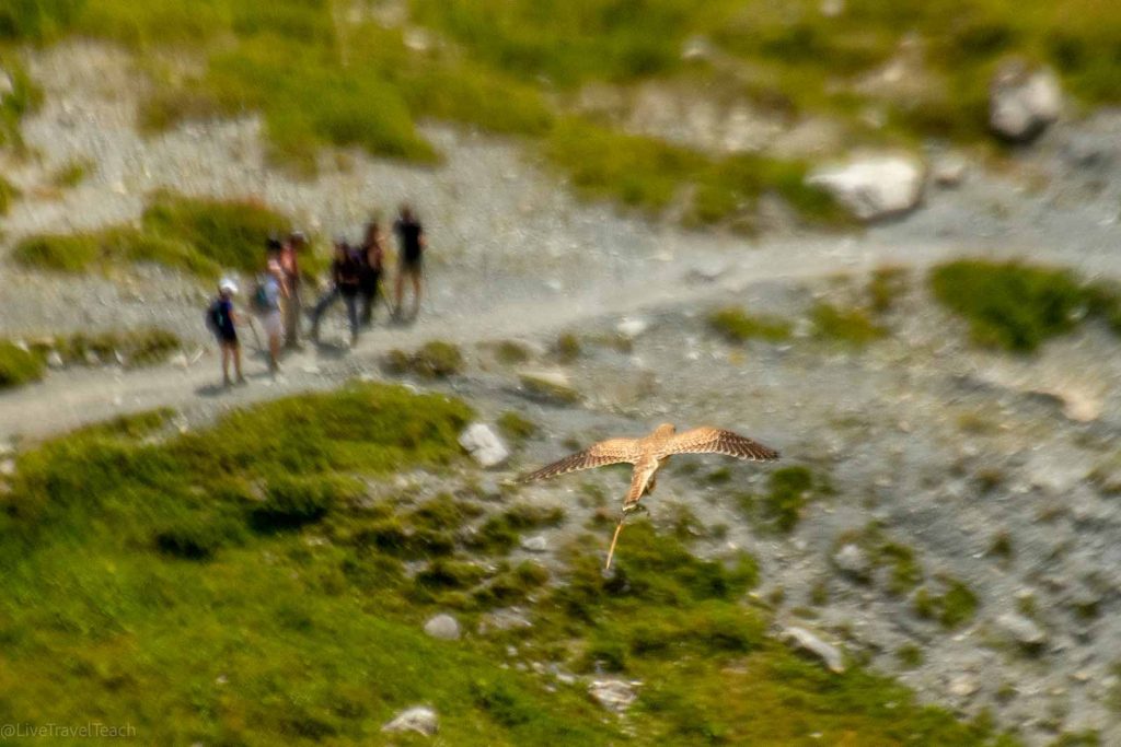 Tour du Mont Blanc a Common Kestrel flying