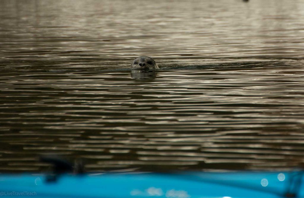 Aialik Glacier Kayaking Curious seal looking out of the water