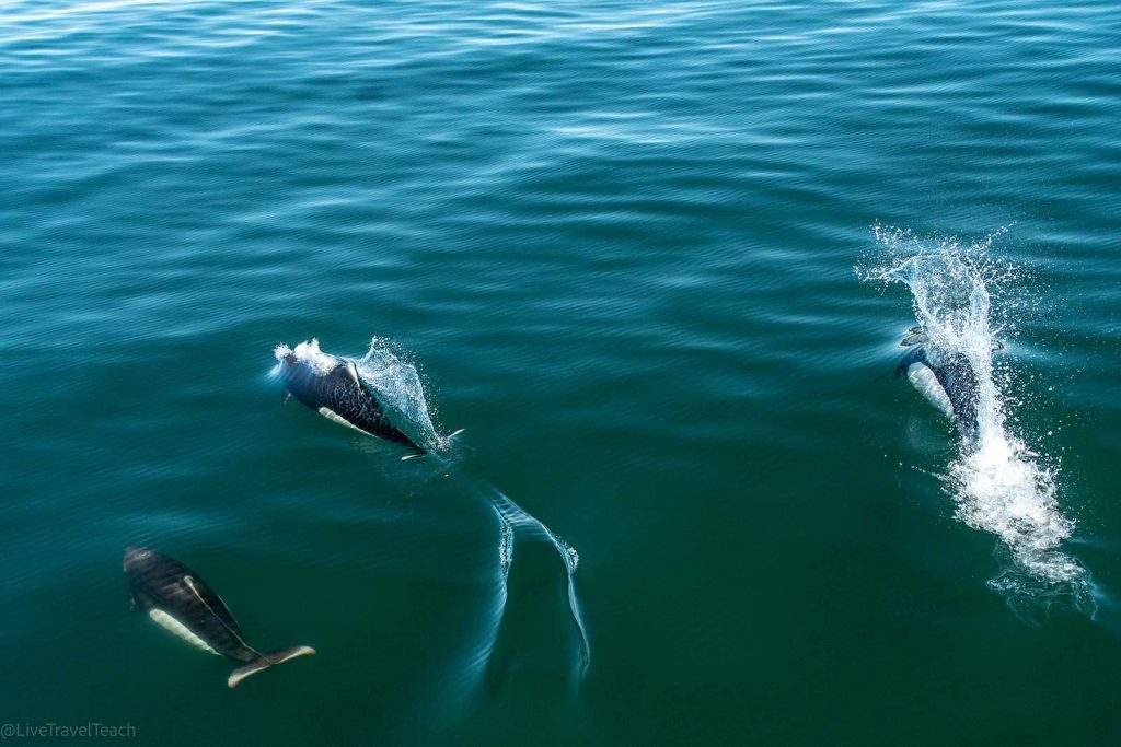 Kenai Fjords Kayak Dall's Porpoise on a Kenai Fjords National Park Cruise