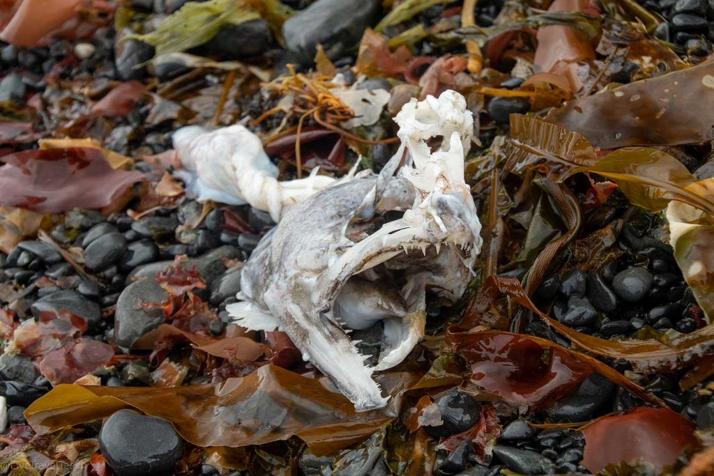 Aialik Glacier Kayaking a dead fish carcass on a rocky shore surrounded by seaweed