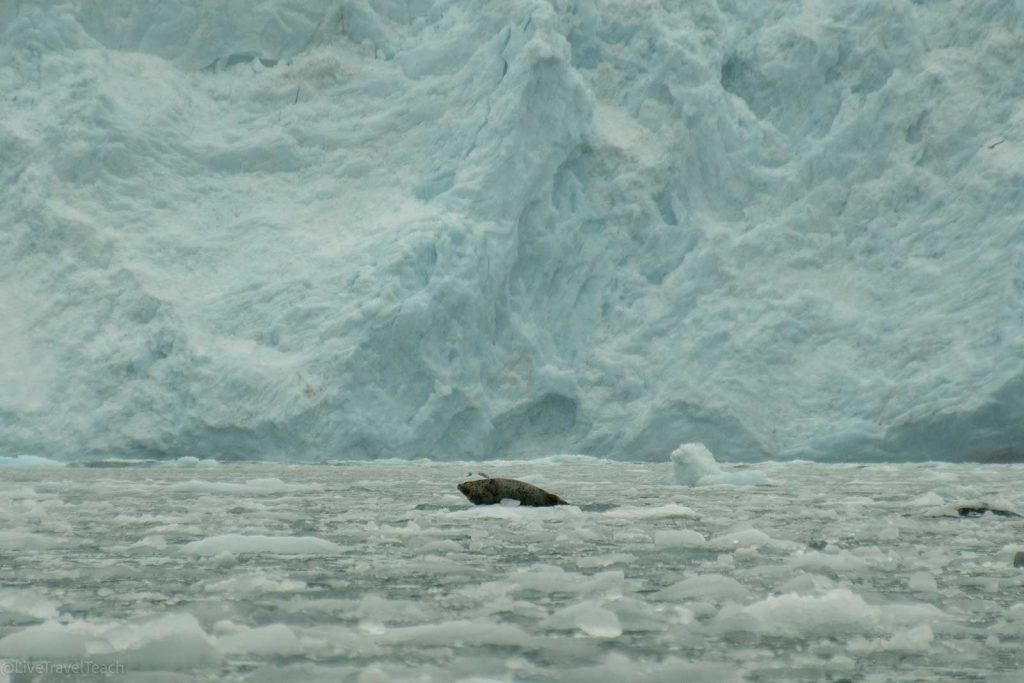 Aialik Glacier Kayaking Harbor seals resting on glacial ice