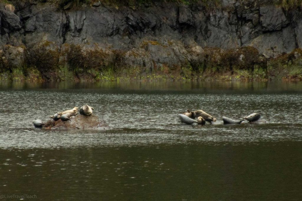 Kenai Fjords Kayak harbor seals