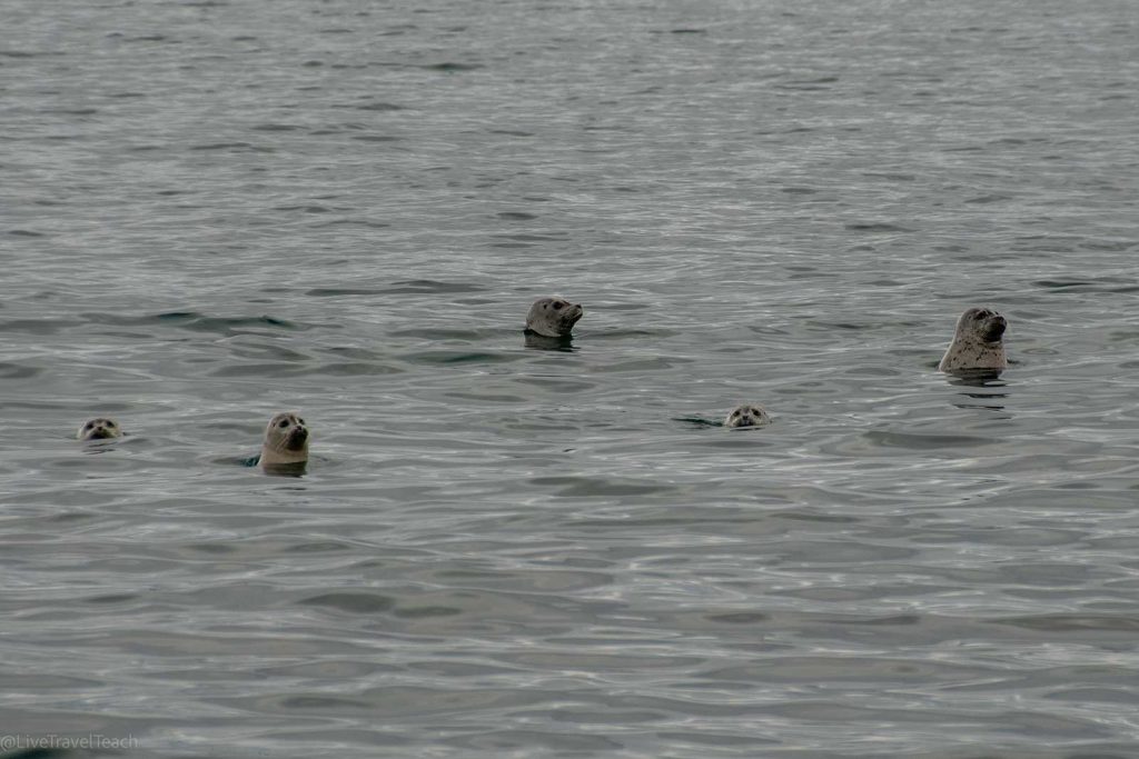 Aialik Glacier Kayaking a group of Harbor seals swimming in the water.