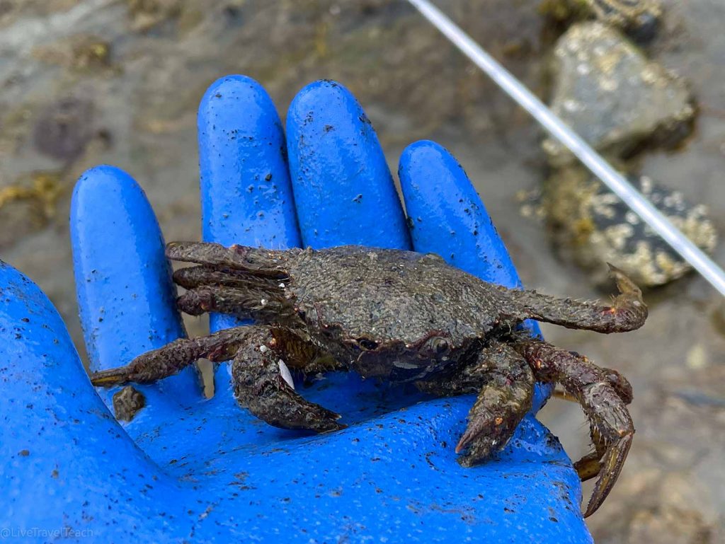 Kenai Fjords Kayak a hand holding a crab