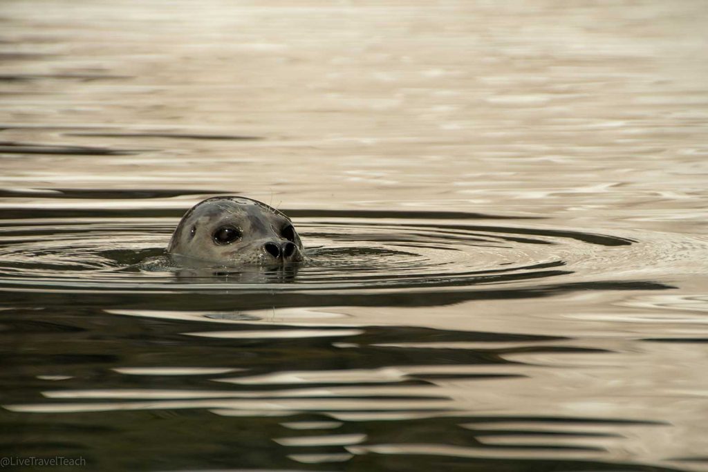 Aialik Glacier Kayaking A seal poking its head out of the water