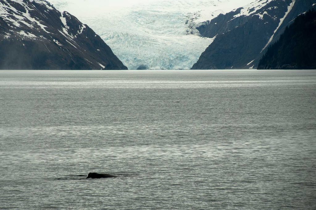 Aialik Glacier Kayaking Whale watching Enroute to Aialik Bay