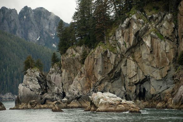 Kenai-Fjords-Sea-Lions Kenai Fjords National Park
