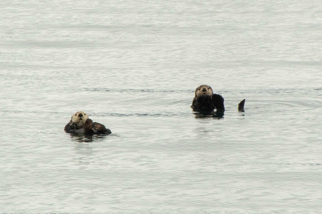 Aialik Glacier Kayaking Sea otters floating on their backs in the water