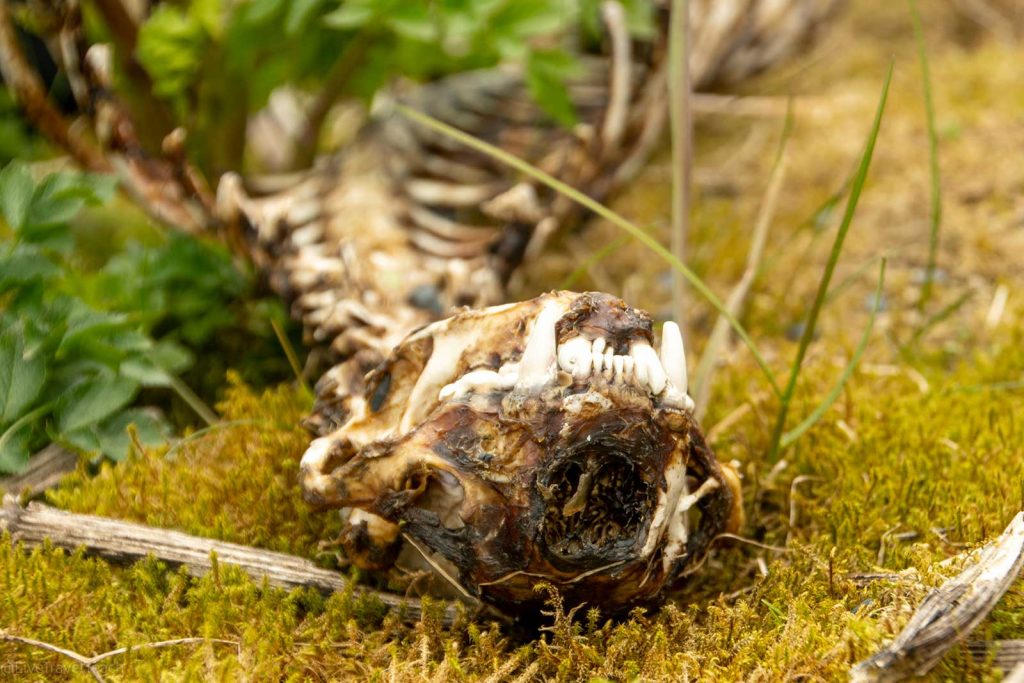 Aialik Glacier Kayaking desiccated bones of an elderly sea otter