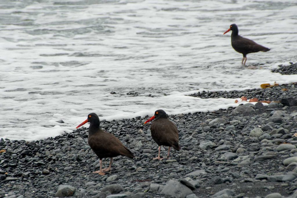 Aialik Glacier Kayaking Black Oystercatchers