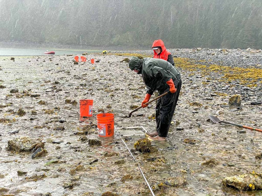 Kenai Fjords Kayak two people collecting bivalve, crustacean, and polychaete worm samples