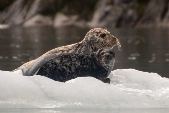 a-group-of-seals-is-called Seals resting on ice