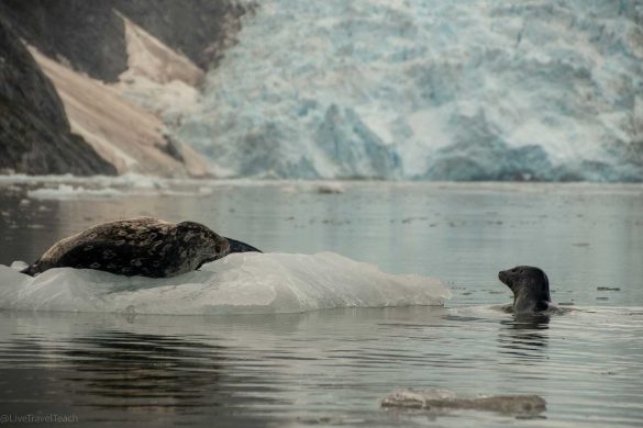 alaska-wildlife-cruise Two playful seals relaxing on an iceberg