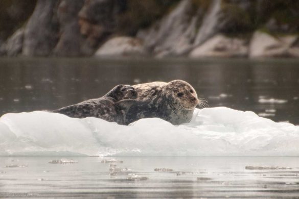are-there-seals-in-alaska seals perched on a drifting ice