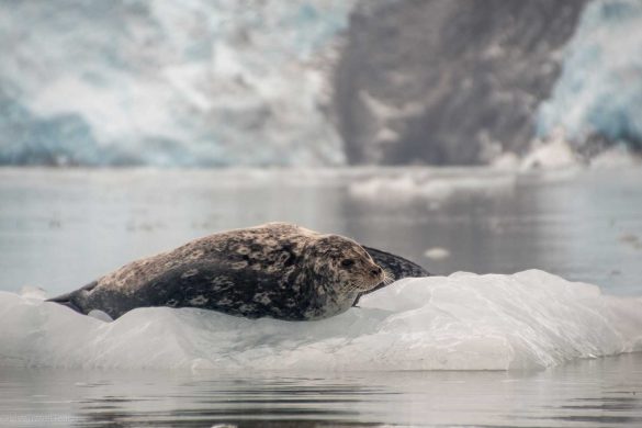 kayak-kenai-fjords-2 Seals sitting on an iceberg