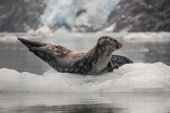 kenai-fjords-kayaking-2 Mother seal and pup resting together on a small ice