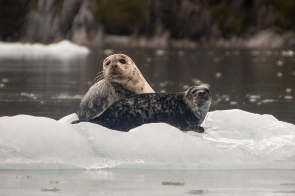 kenai-fjords-national-park-cruise Seals resting peacefully on a small iceberg