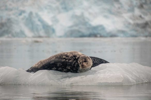 kenai-fjords-national-park-cruises seals on an ice