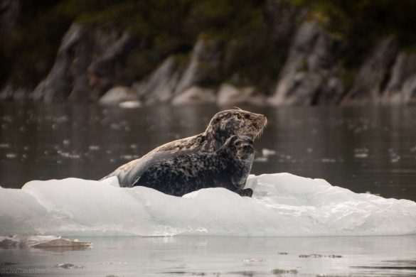 kenai-glacier-tour A group of seals sitting on an iceberg