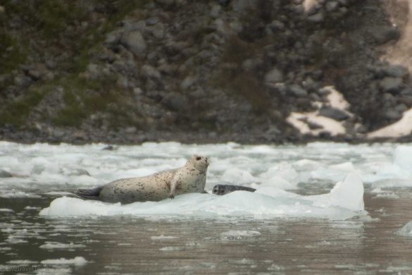 northwestern-fjord-cruise Seals basking on an iceberg