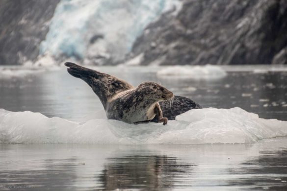 northwestern-fjord-tour-2 Seals lounging on a floating ice chunk
