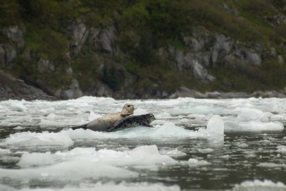 seward-wildlife-cruises seals lounging on a floating iceberg