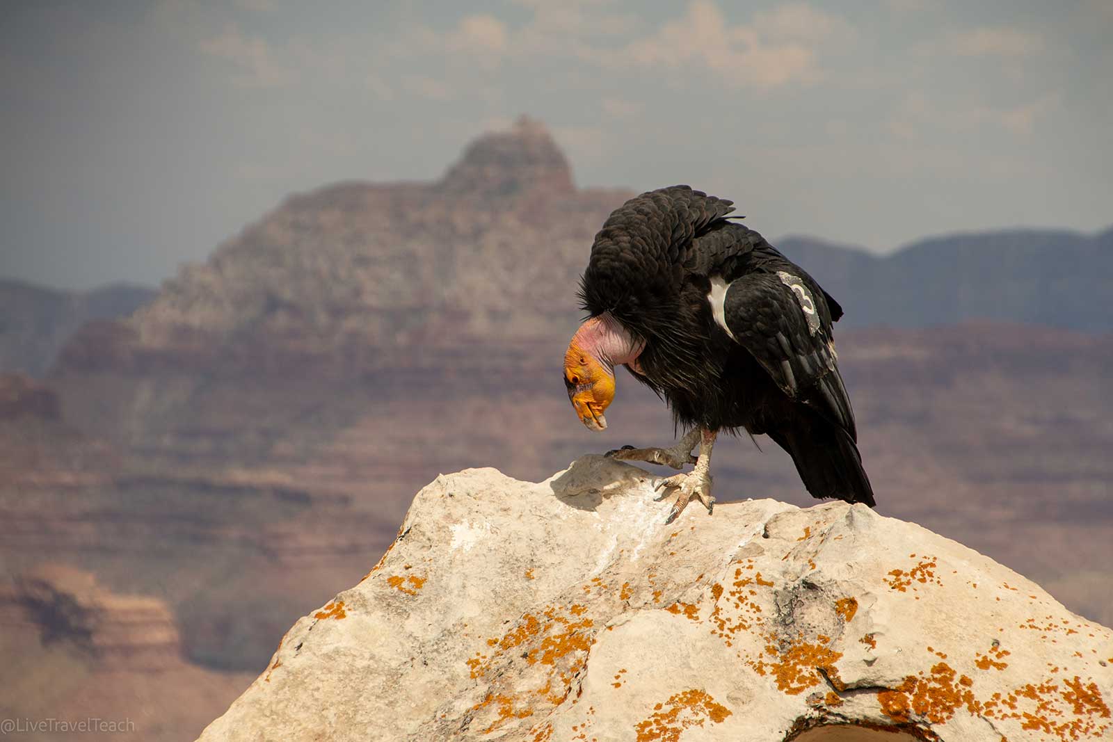 Close up of a wild bird sitting on a rock