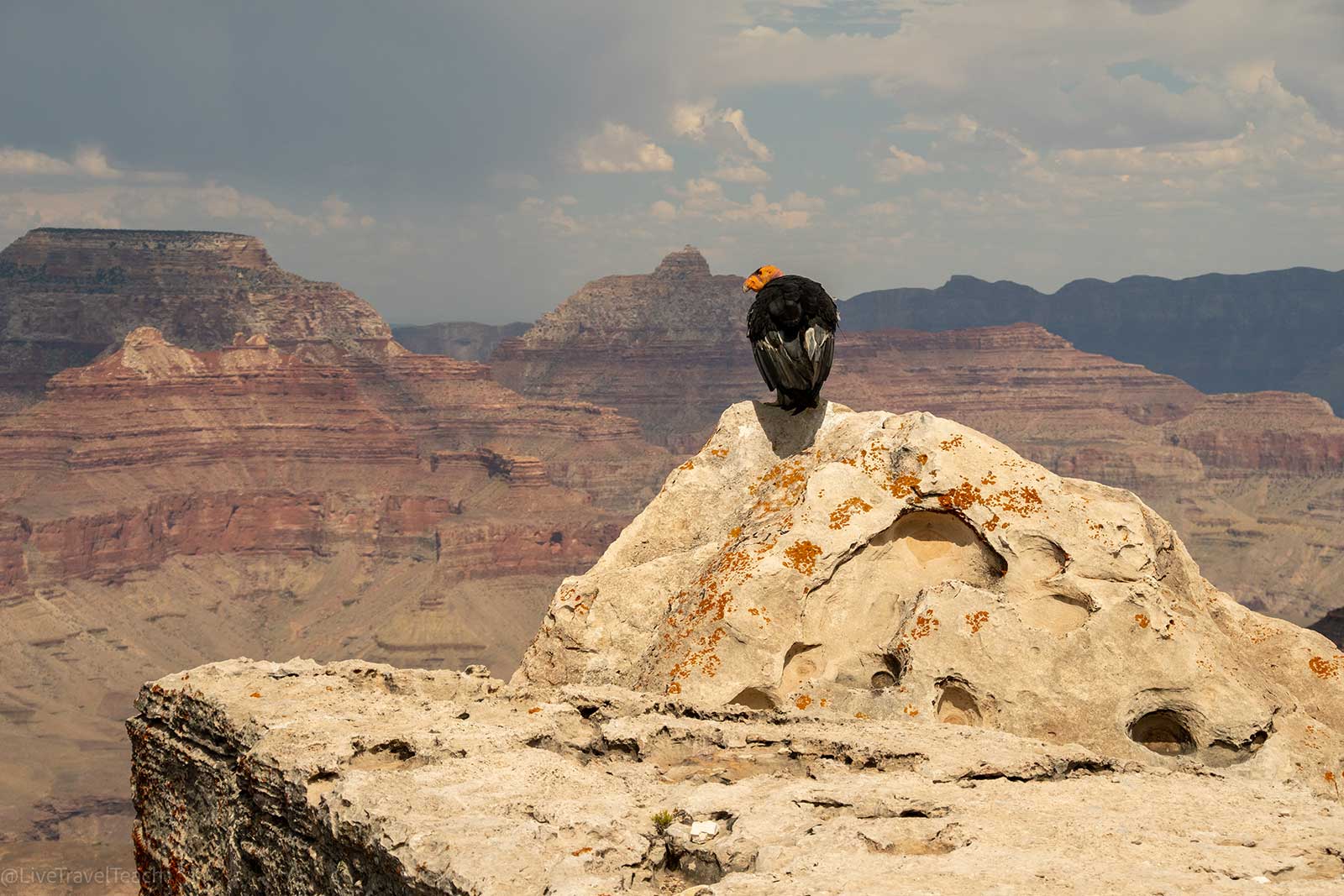 Bird resting on a cliff edge overlooking the Grand Canyon landscape