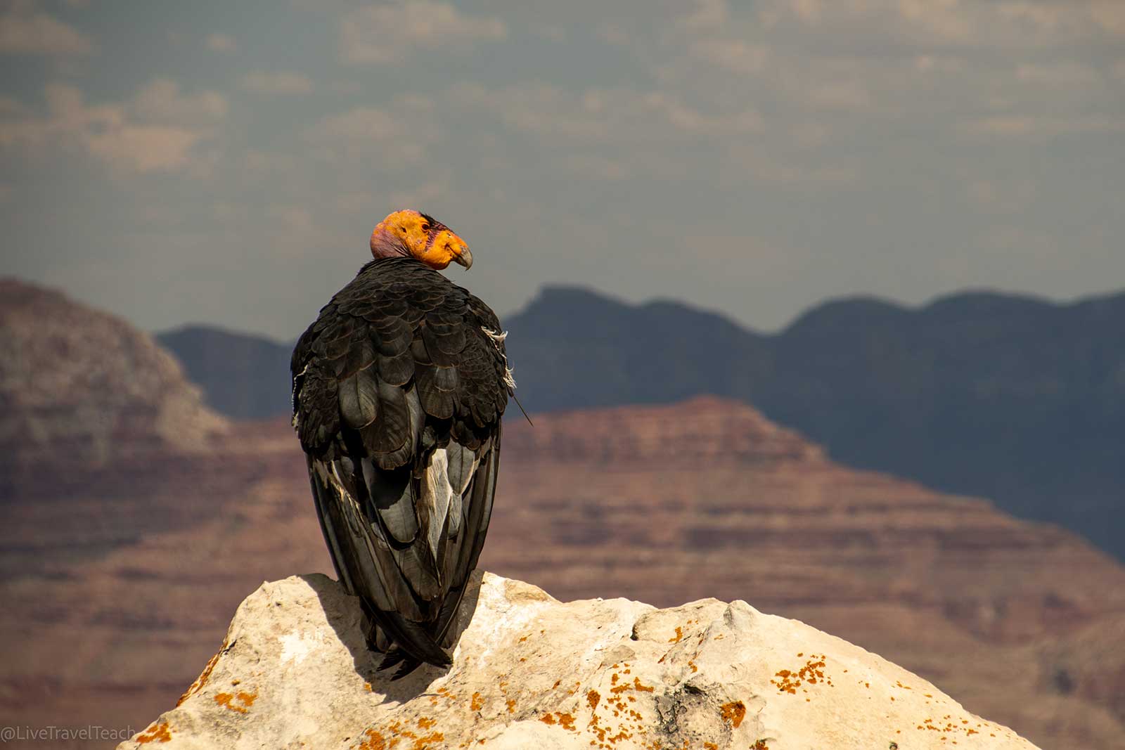 A bird perched on a rock