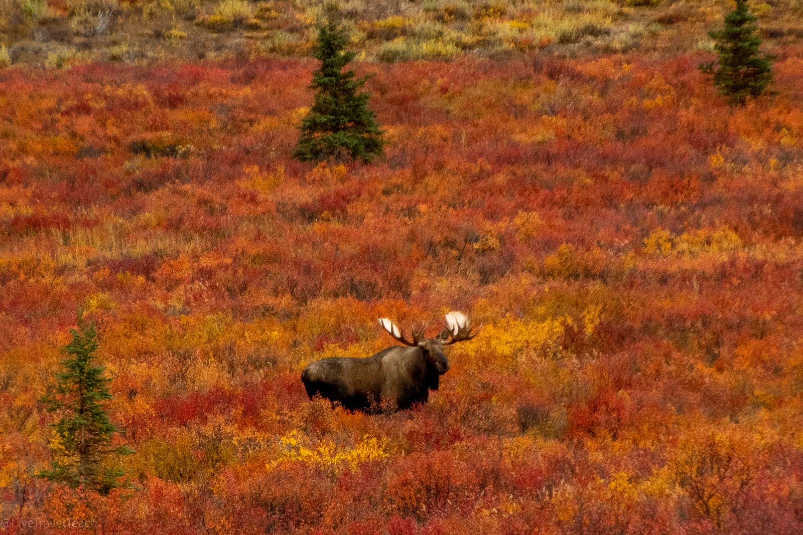 Balancing Life Moose in Denali National Park with Fall Colors