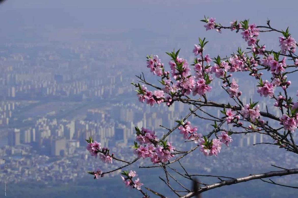 cherry blossom Seoul South Korea spring cherry blossom Seoul South Korea spring