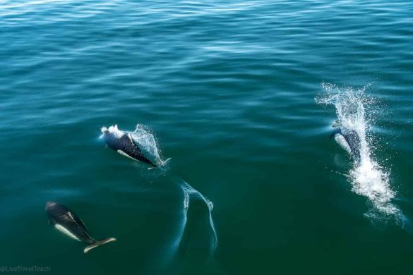 place to visit in alaska Dall Porpoises