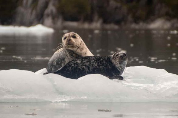why visit alaska Seals on Ice