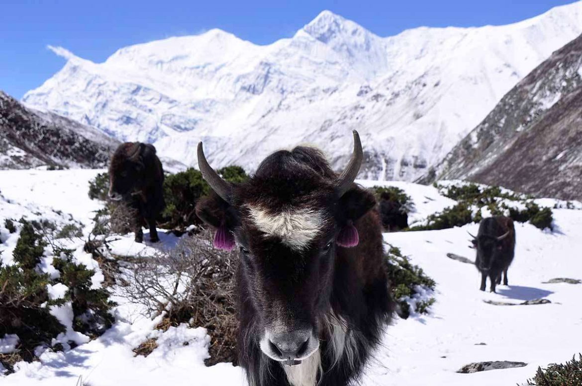 Trekking the Annapurna Circuit: Manang to Thorong La Pass