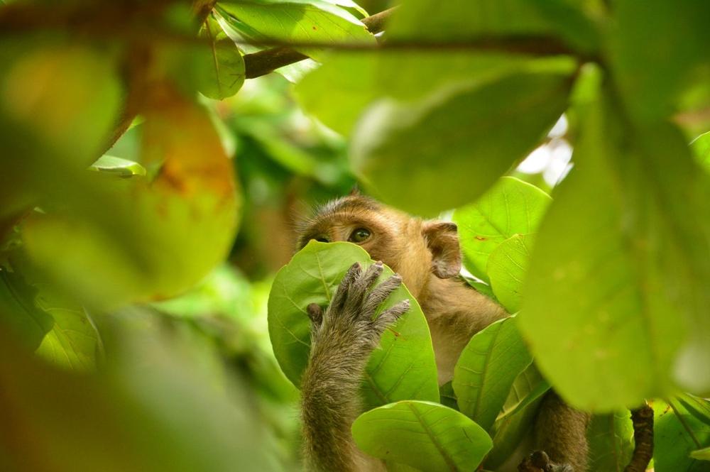 Places to See in Vietnam a monkey holding a leaf