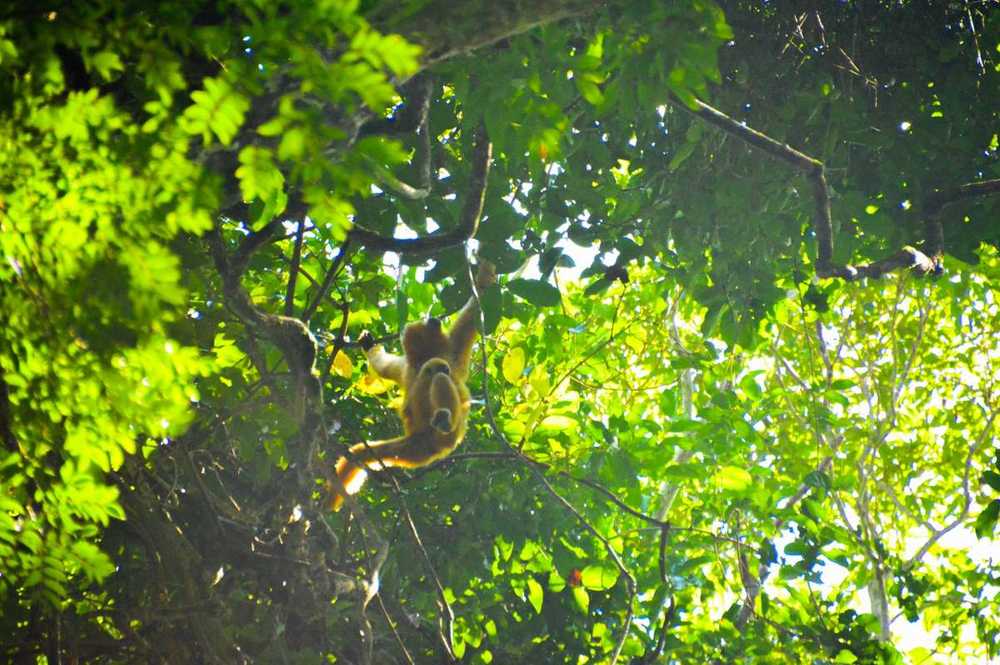 Places to See in Vietnam Cat Tien National Park