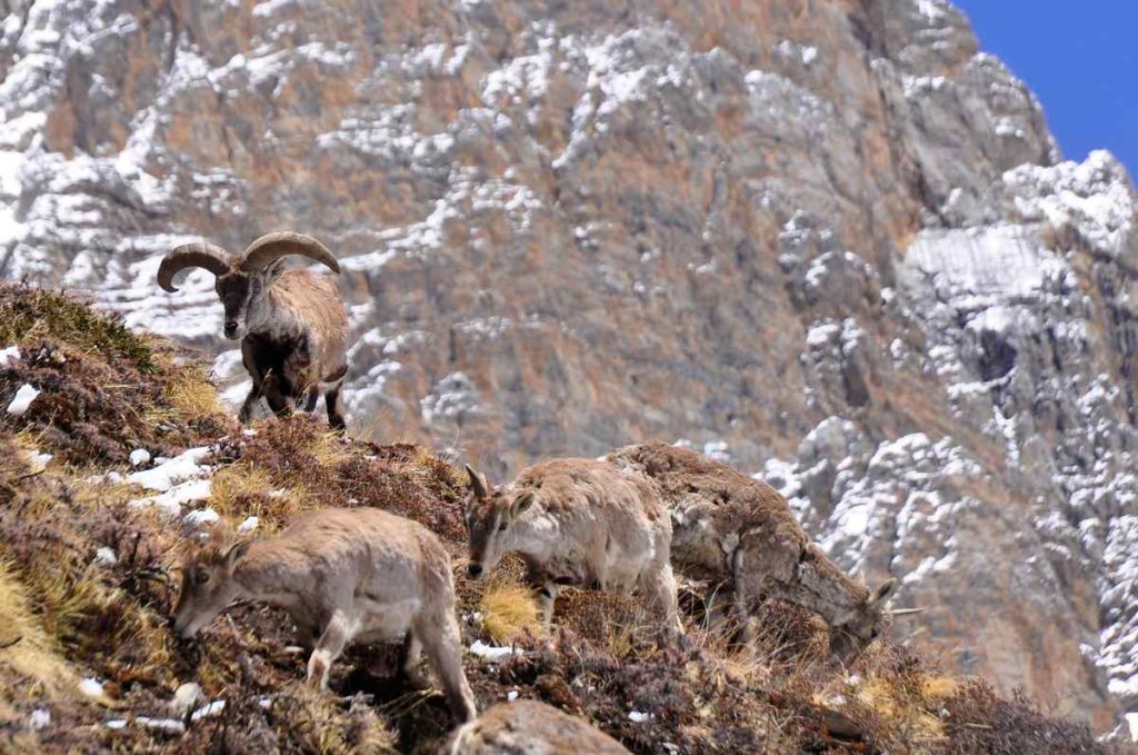 Herd of bharal (blue sheep) in a landslide zone