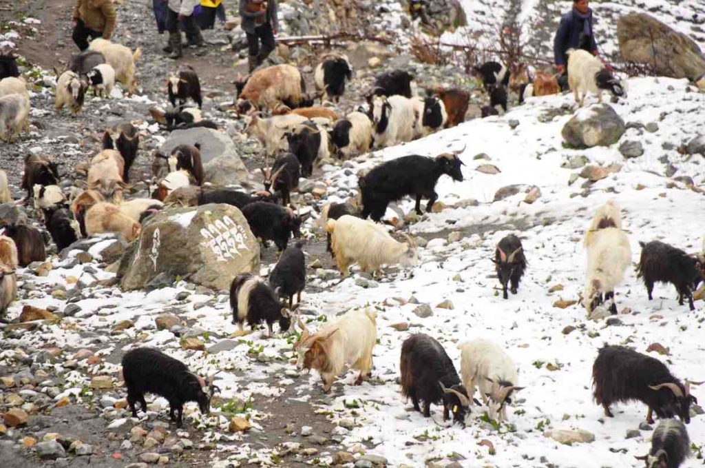 Goats on a mountain