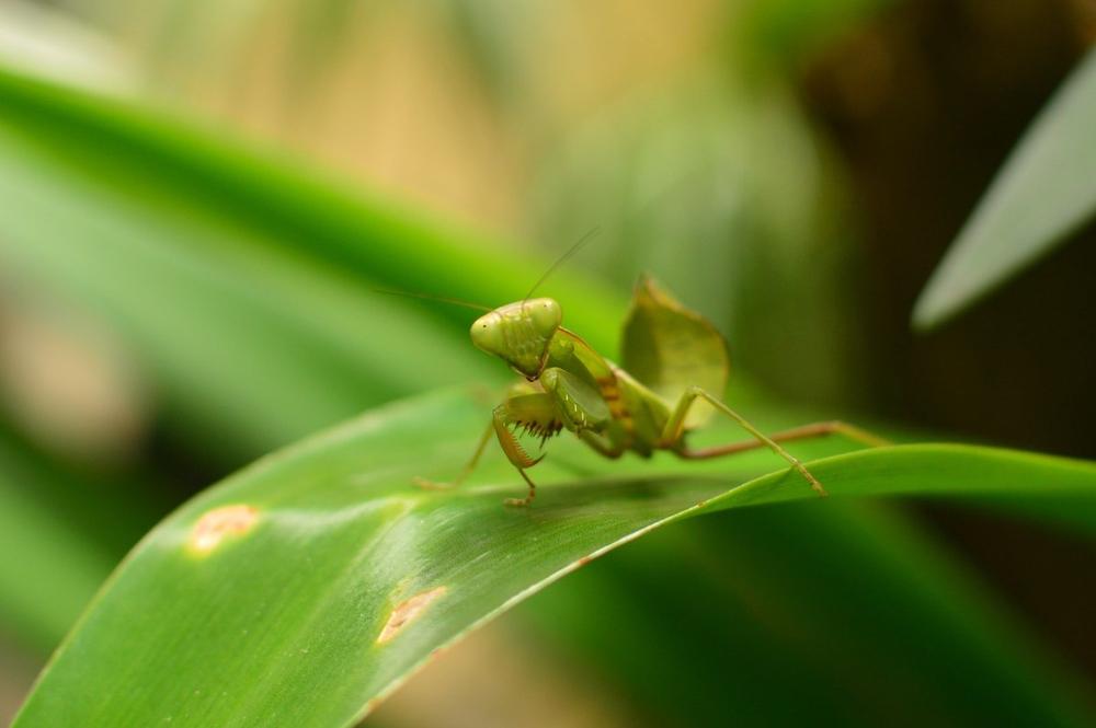 Places to See in Vietnam praying mantis on leaf