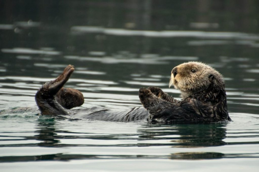 Things to Do in Seward, Alaska Beaver floating on calm water