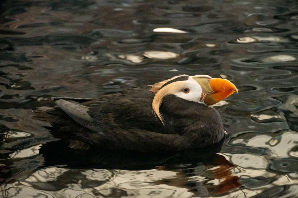 Things to Do in Seward, Alaska Puffin floating on the water