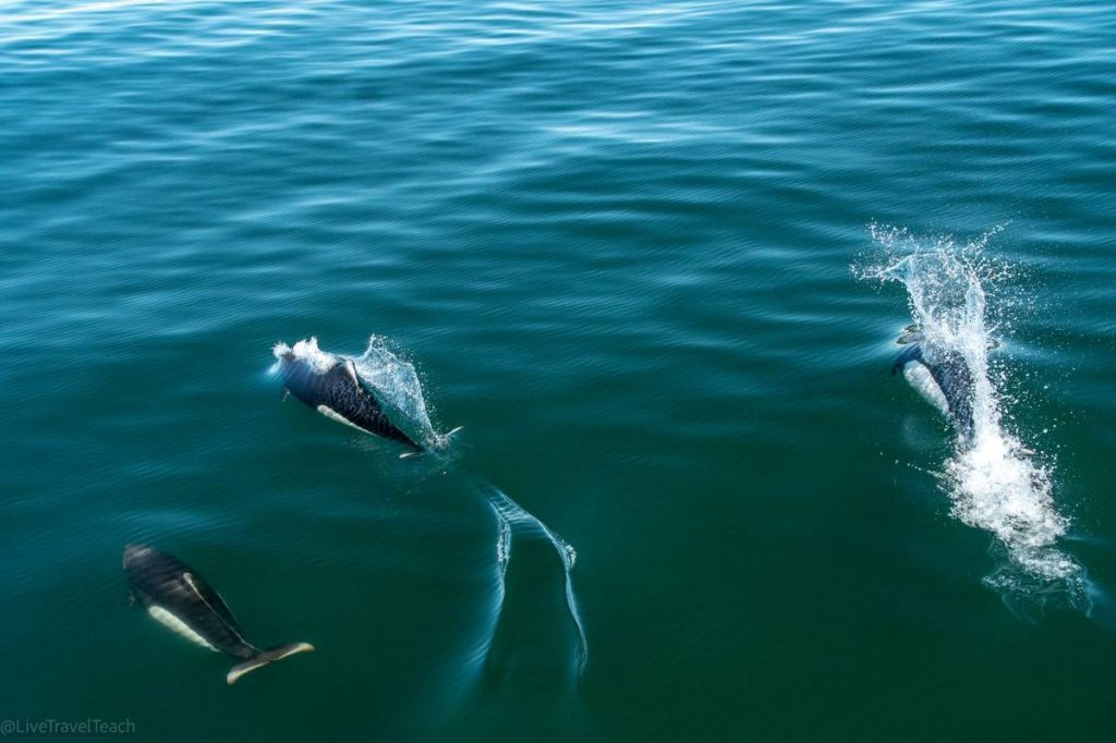Things to Do in Seward, Alaska Whales swimming in Northwestern Fjord