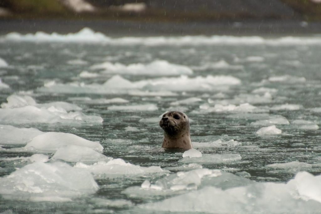 Things to Do in Seward, Alaska Seal swimming in icy water