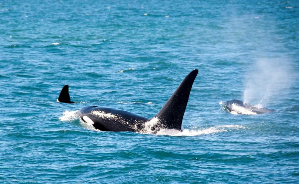 Things to Do in Seward, Alaska Orca whales spotted during a wildlife cruise