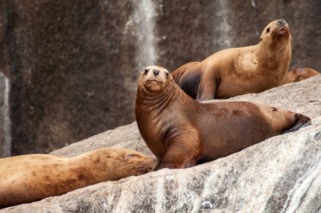 Things to Do in Seward, Alaska Sea lions resting on rocks